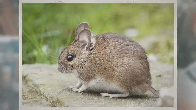 'Video thumbnail for Are Ferrets Rodents? – An Introduction To Taxonomy'