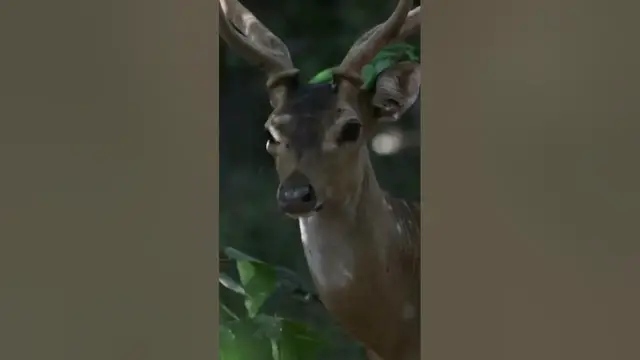 Video thumbnail for Deer #shorts