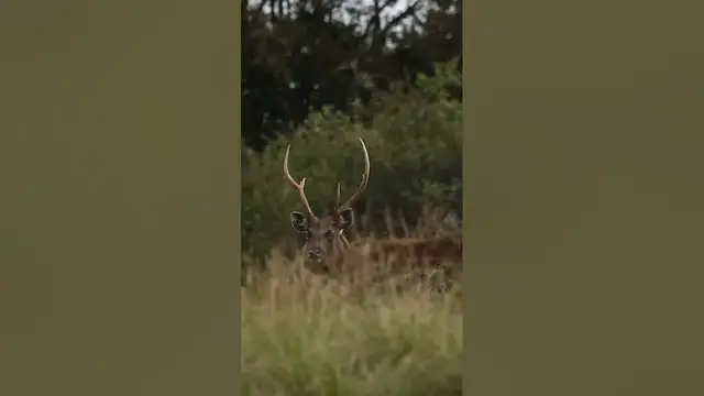 Video thumbnail for Sambar deer Stag #shorts