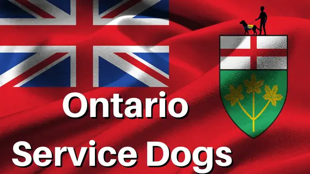 'Video thumbnail for Service Dogs Ontario'