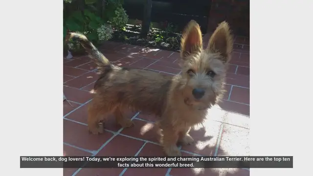 Video thumbnail for Top 10 Facts About the Spirited Australian Terrier