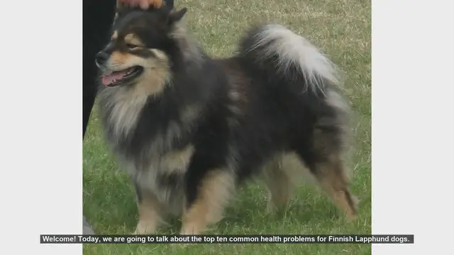 Video thumbnail for Top 10 Common Health Problems in Finnish Lapphund Dogs