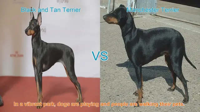Video thumbnail for Comparing Black and Tan Terrier vs. Manchester Terrier: A Breed Comparison