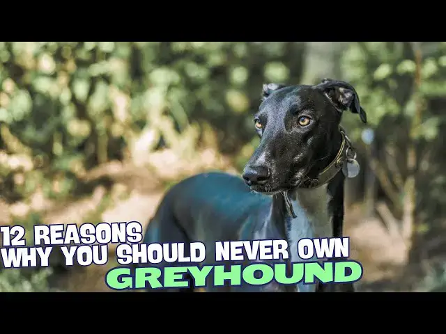 Video thumbnail for 12 Reasons Why You Should Never Own a Greyhound🐕