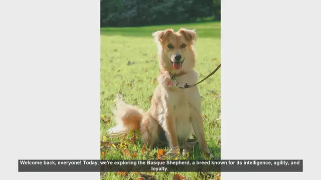 Video thumbnail for Basque Shepherd: Pros and Cons of This Intelligent and Energetic Breed