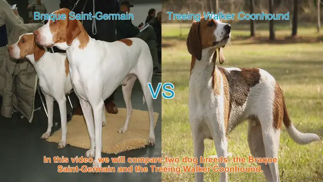 Video thumbnail for Braque Saint-Germain vs. Treeing Walker Coonhound: A Comprehensive Comparison