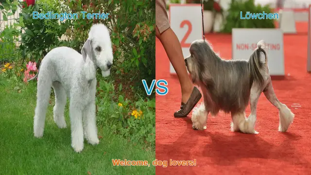 Video thumbnail for Bedlington Terrier vs. Löwchen: A Comparison of Two Charming Dog Breeds