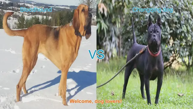 Video thumbnail for Bloodhound vs. Chongqing Dog: A Comparison of Two Unique Breeds