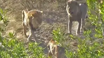 Video thumbnail for Lion Pride Take-Over