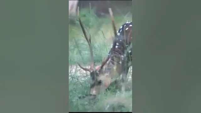 Video thumbnail for Spotted deer in Wilpattu #shorts