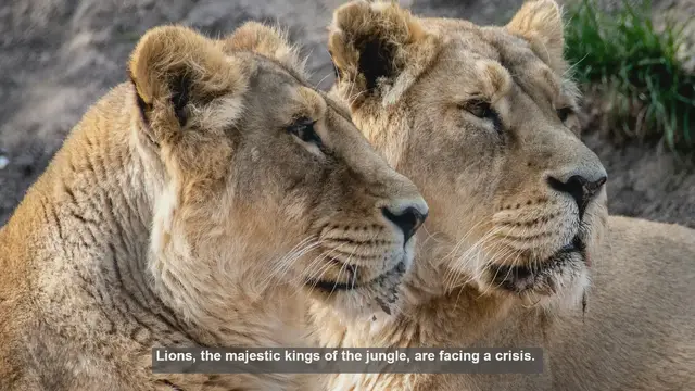 Video thumbnail for 10 Best Places to Volunteer for Lion Conservation