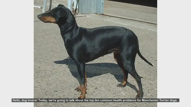 Video thumbnail for Top 10 Health Issues in Manchester Terriers: What Every Owner Should Know