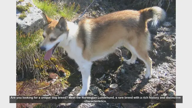 Video thumbnail for Meet the Unique Norwegian Lundehund: A Rare Breed with Extraordinary Traits