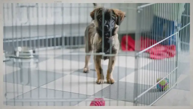 Video thumbnail for Puppy Crate Training 101: How To Crate Train A Puppy