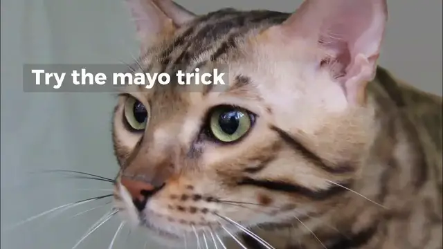 'Video thumbnail for HOW TO TRIM AN AGGRESSIVE CAT’S CLAWS?'