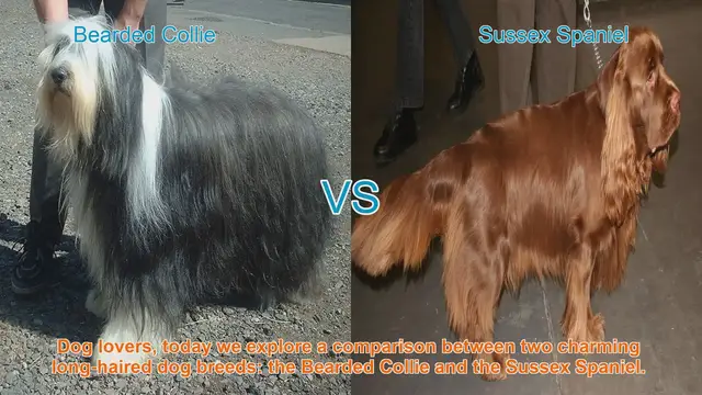 Video thumbnail for Bearded Collie vs. Sussex Spaniel: A Comparison of Long-Haired Dog Breeds