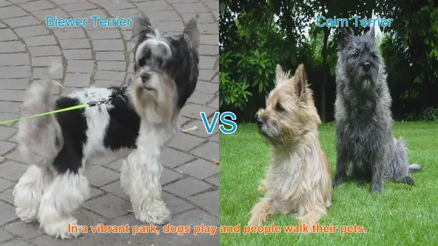Video thumbnail for Biewer Terrier vs. Cairn Terrier: A Comparison of Two Terrier Breeds