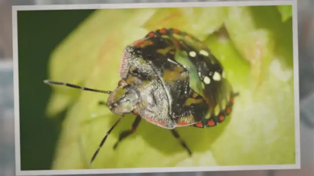 Video thumbnail for Can Couches Have Bed Bugs? How Do You Remove Them?