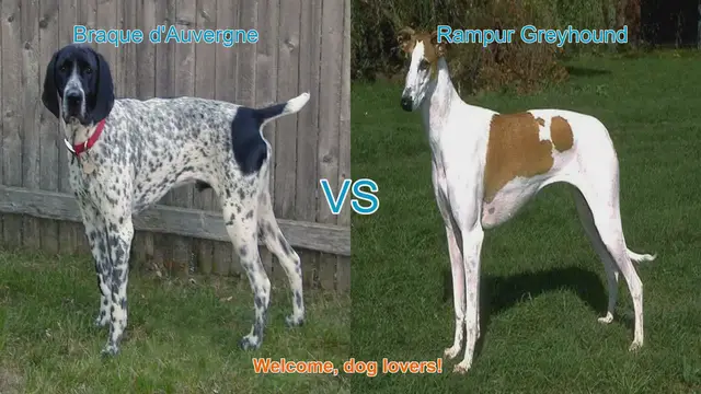 Video thumbnail for Braque d'Auvergne vs. Rampur Greyhound: A Breed Comparison