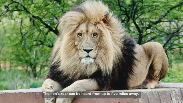 Video thumbnail for 10 Essential Lion Facts for Aspiring Zoologists