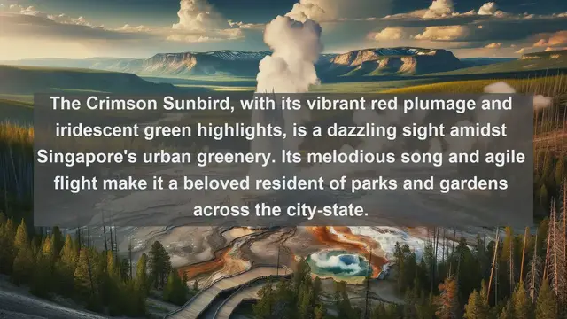 Video thumbnail for Top 10 native birds in Singapore