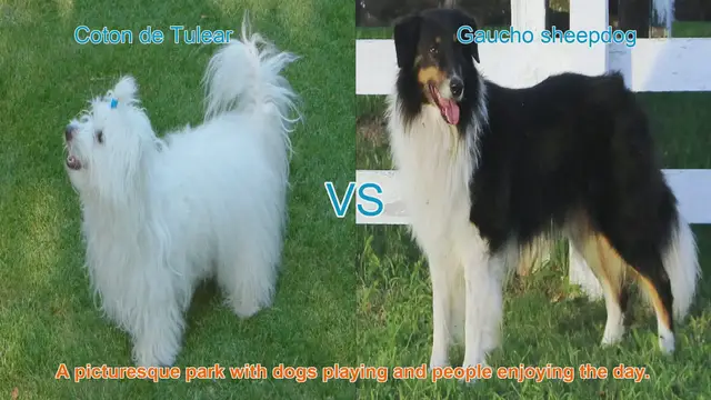 Video thumbnail for Comparing Coton de Tulear and Gaucho Sheepdog: A Guide to Long-Haired Dog Breeds
