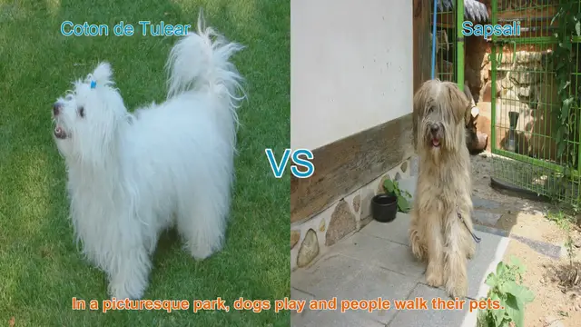Video thumbnail for Meet the Coton de Tulear and Sapsali: A Comparison of Two Adorable Dog Breeds