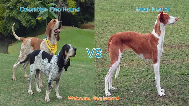 Video thumbnail for Colombian Fino Hound vs. Ibizan Hound: A Comparative Guide