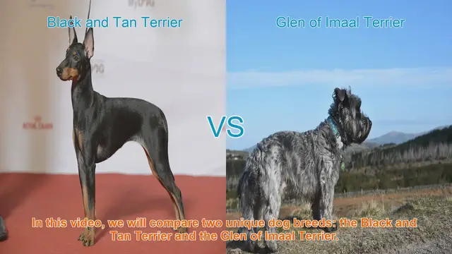 Video thumbnail for Comparing Black and Tan Terrier vs. Glen of Imaal Terrier: Origins, Temperament, and Care