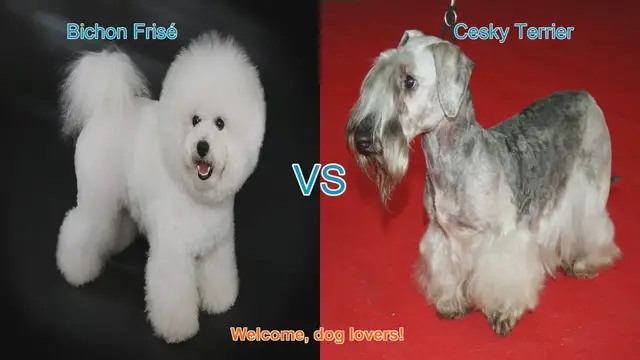 Video thumbnail for Bichon Frisé vs. Cesky Terrier: A Comprehensive Comparison
