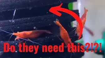 Video thumbnail for Do Red Cherry Shrimp Need A Filter? ANSWERED!