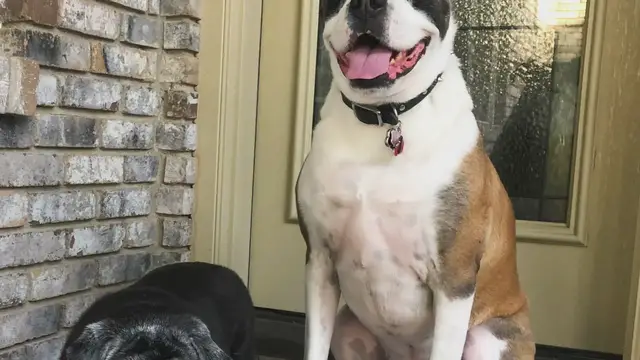 Video thumbnail for Paint with your dog!