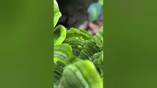 Video thumbnail for Amazing green mushroom