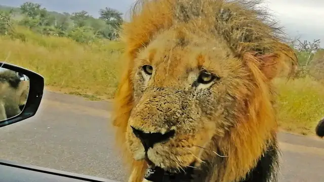 Video thumbnail for When 3 Huge Lions Surround Tiny Car
