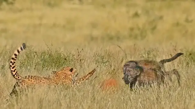Video thumbnail for Lost Cheetah Calling Brother Attracts Aggressive Baboons Instead