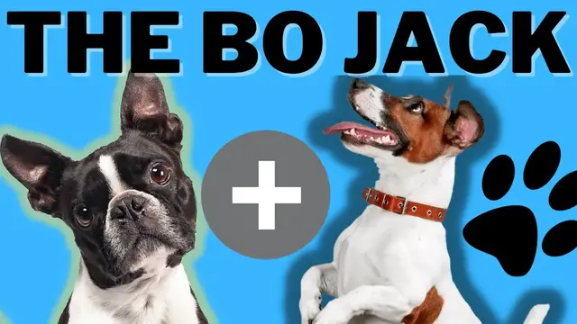 'Video thumbnail for The Bo Jack Dog (Jack Russell Terrier and Boston Terrier)'