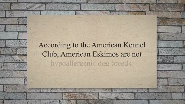Video thumbnail for Are American Eskimo Dogs Hypoallergenic?