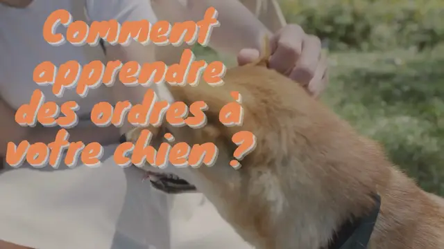 'Video thumbnail for Apprendre des tours à mon chien.'