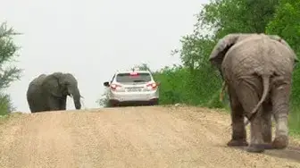 Video thumbnail for Stuck Between 2 Elephants in Musth