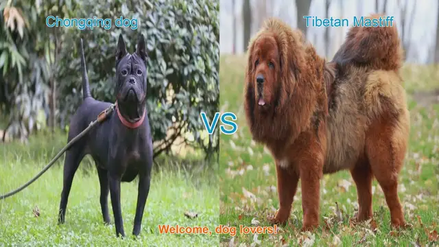 Video thumbnail for Chongqing Dog vs. Tibetan Mastiff: A Comparison of Ancient Breeds