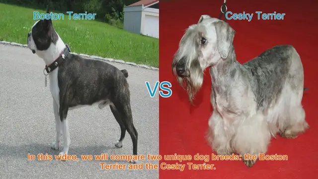 Video thumbnail for Boston Terrier vs. Cesky Terrier: A Comparison of Two Unique Dog Breeds