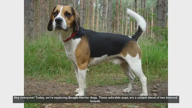 Video thumbnail for Top 10 Facts About Beagle-Harrier Dogs