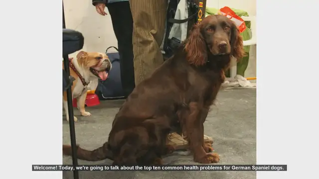 Video thumbnail for Top 10 Common Health Problems in German Spaniel Dogs