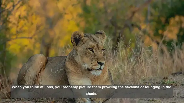 Video thumbnail for 10 Surprising Facts About Lions' Tree-Climbing Skills