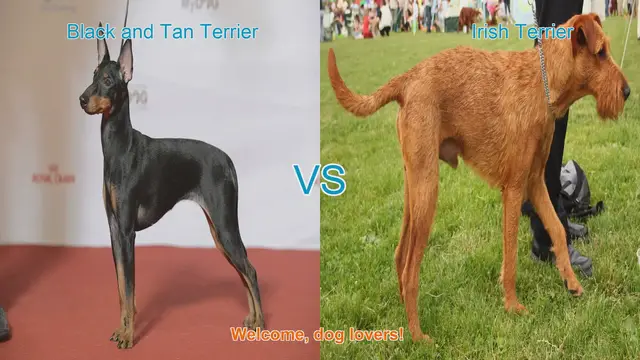 Video thumbnail for Black and Tan Terrier vs. Irish Terrier: A Comprehensive Comparison