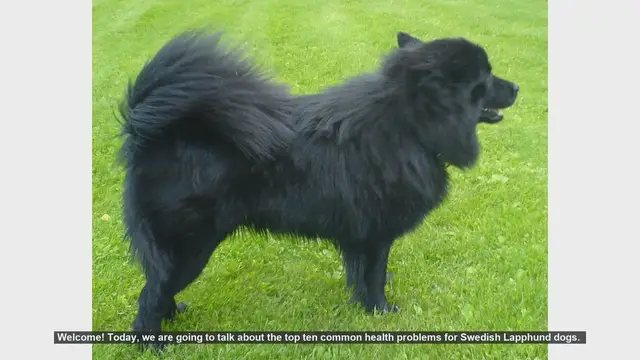Video thumbnail for Top 10 Common Health Problems in Swedish Lapphund Dogs