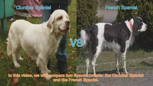Video thumbnail for Clumber Spaniel vs. French Spaniel: A Breed Comparison