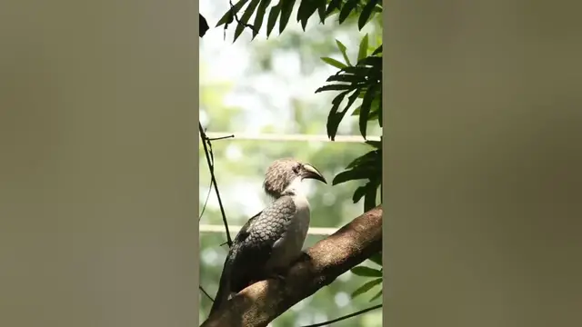 Video thumbnail for Sri Lanka Grey Horn bill #shorts