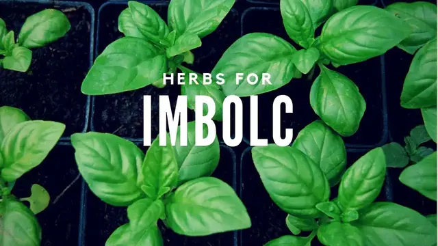 'Video thumbnail for A Time to Purify: Herbs for Imbolc -- Wheel of the Year'