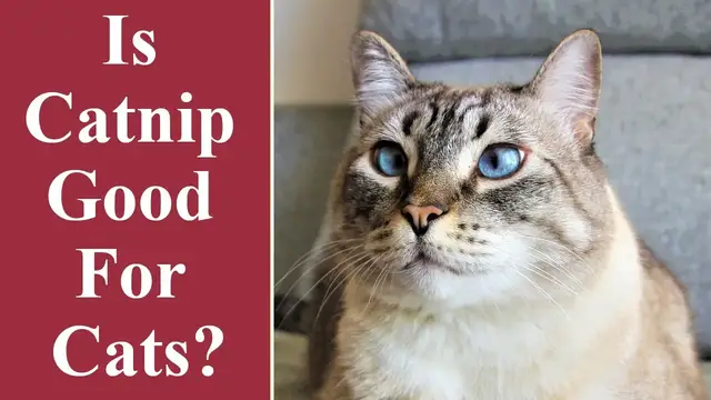 Video thumbnail for Is Catnip Good for Cats